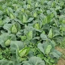 精品牛心菜大量上市价格不贵可供电商超市批发商发货全国