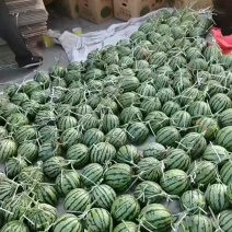 小糖丸西瓜大量有货，价格便宜，对接各大市场，平台，电商
