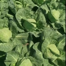 甘蓝