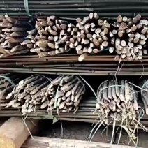 产地批发价精品实心竹，竹身直滑、老身、实心、坚硬、长期有货