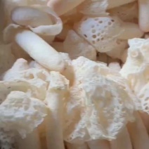 贵州新鲜红托竹荪产地直销品质好货源充足