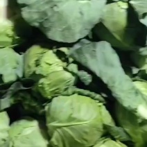 甘蓝圆包菜