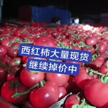 连云港西红柿大量现货/商超/市场/食品厂/欢迎来电洽谈