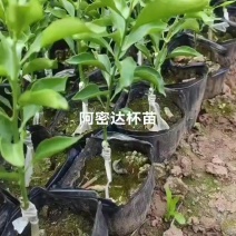 阿密达苗