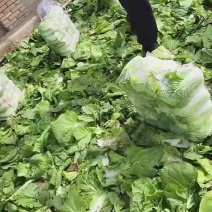 黄心娃娃菜