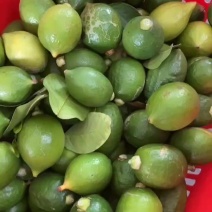 大量小青果