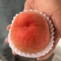 阳山水蜜桃礼盒泡沫箱包装对接商超批发2026年6月有货