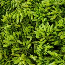 云南夜香花，臭菜，树仔菜