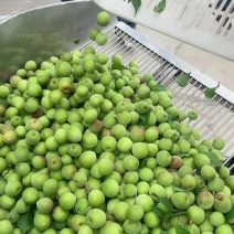 饶平青梅