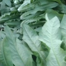 油麦