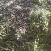 紫花油豆，油豆，东北紫花油豆