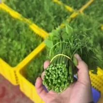姑娘菜，辣木苗