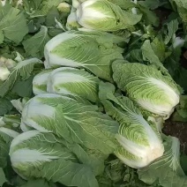 大白菜大量现货，有需要的老板联系
