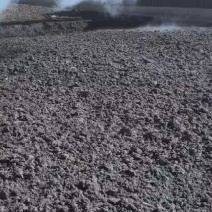 发酵纯羊粪经过高温腐熟发酵后翻抛机反复翻抛降温