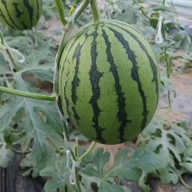 精品L600大量上市