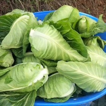 牛心甘蓝包菜