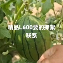 精品L600廊坊产区大量供货