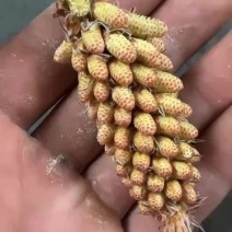 松花粉160目筛