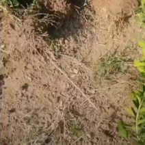 基地大量出售冠幅20-200厘米瓜子黄杨球
