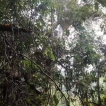 土蜜，排蜜都有，***野生蜂蜜壹捌捌柒陆零壹零叁伍肆
