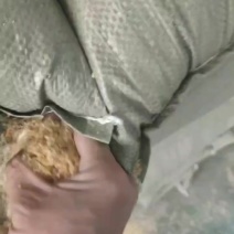 玉米大白皮牛羊饲料养殖好饲料物美价廉