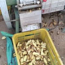 生姜片，自然晾干产地直销