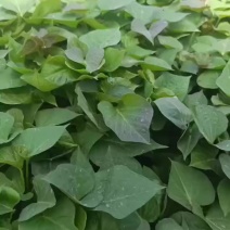 烟薯西瓜红红薯苗
