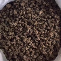 猫爪草