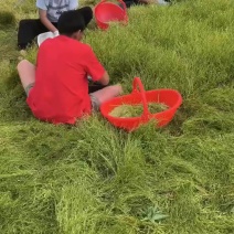 猫爪草种子，人工采摘