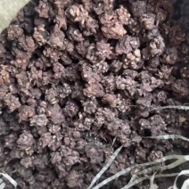 猫爪草家种，带爪大颗粒