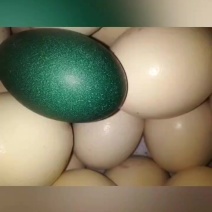鸸鹋蛋鸸鹋新鲜蛋现捡现发未经孵化过优质蛋