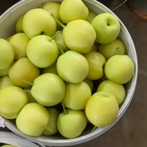 丁香梨大量上市，纯甜，画渣，露天种植