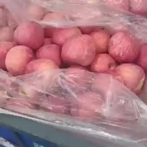 红富士条红六十万