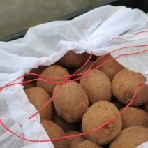 瑞玉猕猴桃，质量三包，一件代发大量供应中，合作共赢