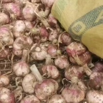 河南中牟紫皮大蒜，大量上市，量大从优，欢迎电话咨询