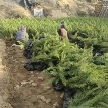 沙地柏