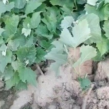 早巨峰，辽峰，巨峰等各品种营养杯青苗(基地直发)