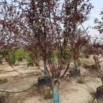 精品红叶榆梅