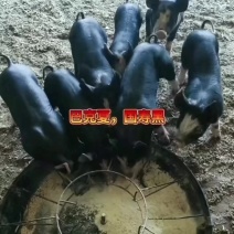 枣驴驴肉
