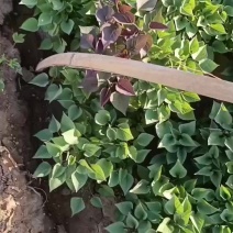 白心红薯苗面甜红薯口感细腻运费自理