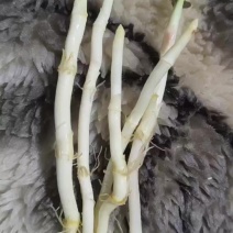 今年新草根