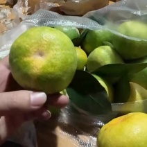 蜜橘反花