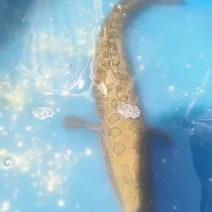 野捕黑鱼，个体2以上！