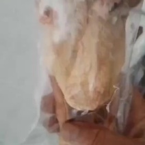 一级7-8两原粮精品鸽子6000只