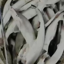 广东省徐闻水尾码头鲨鱼干一万斤