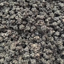猫爪草
