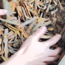新货桂碎