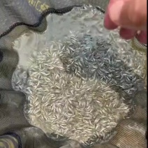 麦鲮鱼8000到10000规格