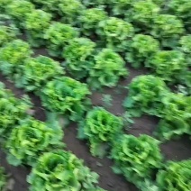 罗马生菜