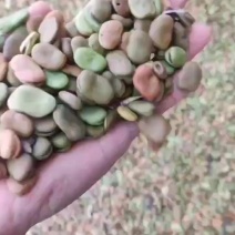 蚕豆常年大量供应蚕豆胡豆饲料级蚕豆食品级蚕豆